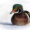 Wood Duck in Snow Photograph by Bill Cubitt Wood Duck in Snow Photograph by Bill Cubitt