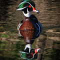 Wood Duck by Joe Fisher