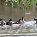 Wood Duck Mother and Ducklings #5839 by Dan Beauvais