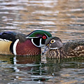Wood Duck Pair Photograph by Wesley Aston Wood Duck Pair Photograph by Wesley Aston