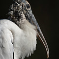 Wood Stork Photograph by Larry Marshall Wood Stork Photograph by Larry Marshall