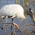 Wood stork Photograph by Mingming Jiang Wood stork Photograph by Mingming Jiang