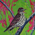 Wood Thrush Love Songs by Phil Chadwick