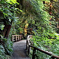 Wooden bridge on a firest hiking trail Photograph by Alex Lyubar Wooden bridge on a firest hiking trail Photograph by Alex Lyubar