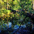 Woodland Calm No.18 - Accotink Stream Reflections Photograph by Steve Ember Woodland Calm No.18 - Accotink Stream Reflections Photograph by Steve Ember