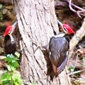 Woodpeckers by the Stream Mixed Media by Christopher Reed Woodpeckers by the Stream Mixed Media by Christopher Reed