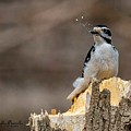 Woodpecker's Lunch Photograph by Regina Muscarella Woodpecker's Lunch Photograph by Regina Muscarella