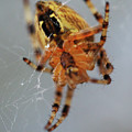 Working spider Painting by Sv Bell Working spider Painting by Sv Bell