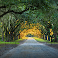 Wormsloe Road by Inge Johnsson Wormsloe Road by Inge Johnsson