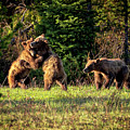 Wrestling Bears Photograph by Gary Johnson Wrestling Bears Photograph by Gary Johnson