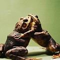 Wrestling Hugging Frogs Photograph by Vicki Noble Wrestling Hugging Frogs Photograph by Vicki Noble