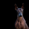 Xoloitzcuintli Head Study Photograph by Diana Andersen Xoloitzcuintli Head Study Photograph by Diana Andersen