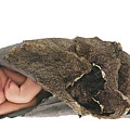 Yash as a Cocoon Photograph by Anne Geddes