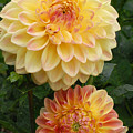 Yellow and Orange Dahlias 2 Photograph by Amy Fose Yellow and Orange Dahlias 2 Photograph by Amy Fose