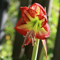 Yellow and Red Amaryllis Photograph by Heather E Harman Yellow and Red Amaryllis Photograph by Heather E Harman