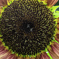 Yellow and Red Flower Photograph by David Morehead Yellow and Red Flower Photograph by David Morehead