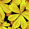 Yellow autumn leaves Photograph by Severija Kirilovaite Yellow autumn leaves Photograph by Severija Kirilovaite