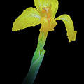 Yellow Canna by Frank Mari