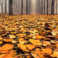 Yellow Carpet Photograph by Evgeni Dinev Yellow Carpet Photograph by Evgeni Dinev