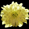 Yellow Chrisantemum flower on black by Severija Kirilovaite