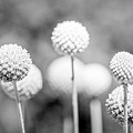 Yellow Craspedia by Mike Fusaro