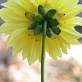 Yellow Dahlia Silhouette Photograph by Amy Fose Yellow Dahlia Silhouette Photograph by Amy Fose