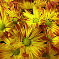 Yellow Daisies Photograph by Karen Zuk Rosenblatt Yellow Daisies Photograph by Karen Zuk Rosenblatt