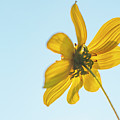 Yellow Daisy And Sky Photograph by Karen Rispin Yellow Daisy And Sky Photograph by Karen Rispin