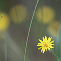 Yellow Daisy Close-up Photograph by Karen Rispin Yellow Daisy Close-up Photograph by Karen Rispin