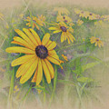 Yellow Daisy by Terry Edeker
