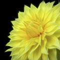 Yellow Dandy by Judi Kubes