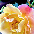 Yellow Deck Rose Digital Art by Nancy Olivia Hoffmann Yellow Deck Rose Digital Art by Nancy Olivia Hoffmann
