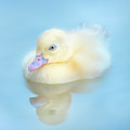 Yellow Duckling Reflections Photograph by Jordan Hill Yellow Duckling Reflections Photograph by Jordan Hill
