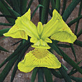 Yellow Flag Painting by Heather E Harman Yellow Flag Painting by Heather E Harman