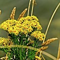 Yellow Flowers, Brown Stalks Photograph by David Desautel Yellow Flowers, Brown Stalks Photograph by David Desautel