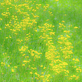 Yellow Flowers Green Grass fx 503 Photograph by Dan Carmichael Yellow Flowers Green Grass fx 503 Photograph by Dan Carmichael