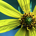 Yellow Flowers - Summer in Bloom Photograph by Amelia Pearn Yellow Flowers - Summer in Bloom Photograph by Amelia Pearn