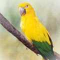 Yellow Green Parrot Bird 83 Mixed Media by Lucie Dumas Yellow Green Parrot Bird 83 Mixed Media by Lucie Dumas