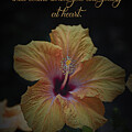 Yellow Hibiscus - Birthday by Elaine Teague