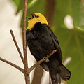 Yellow Hooded Black Bird by Minnie Gallman