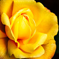 Yellow Irish Rose by Carrie Hannigan