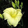 Yellow Lily Photograph by Nancy Ayanna Wyatt Yellow Lily Photograph by Nancy Ayanna Wyatt