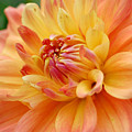 Yellow Orange Dahlia 1 Photograph by Amy Fose Yellow Orange Dahlia 1 Photograph by Amy Fose