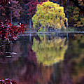 Yellow Reflection Photograph by Tom Singleton Yellow Reflection Photograph by Tom Singleton