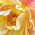 Yellow Rose Center Digital Art by Nancy Olivia Hoffmann Yellow Rose Center Digital Art by Nancy Olivia Hoffmann