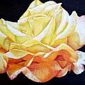 Yellow Rose by Melvyn Kahan Yellow Rose by Melvyn Kahan