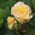 Yellow Rose Photograph by Theresa Tahara Yellow Rose Photograph by Theresa Tahara