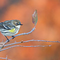 Yellow Rumped Warbler at Patsy Pond Photograph by Bob Decker Yellow Rumped Warbler at Patsy Pond Photograph by Bob Decker