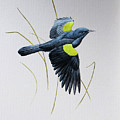 Yellow-shouldered Blackbird by Barry Kent MacKay