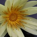 Yellow Star Photograph by Mingming Jiang Yellow Star Photograph by Mingming Jiang